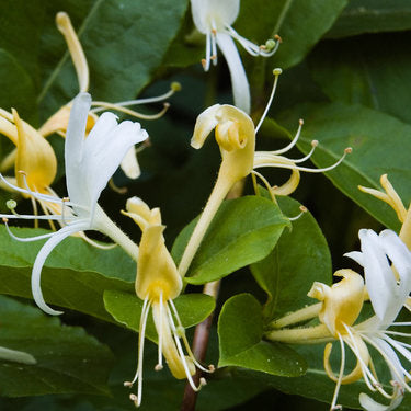 Honeysuckle Jasmine Riau Candle