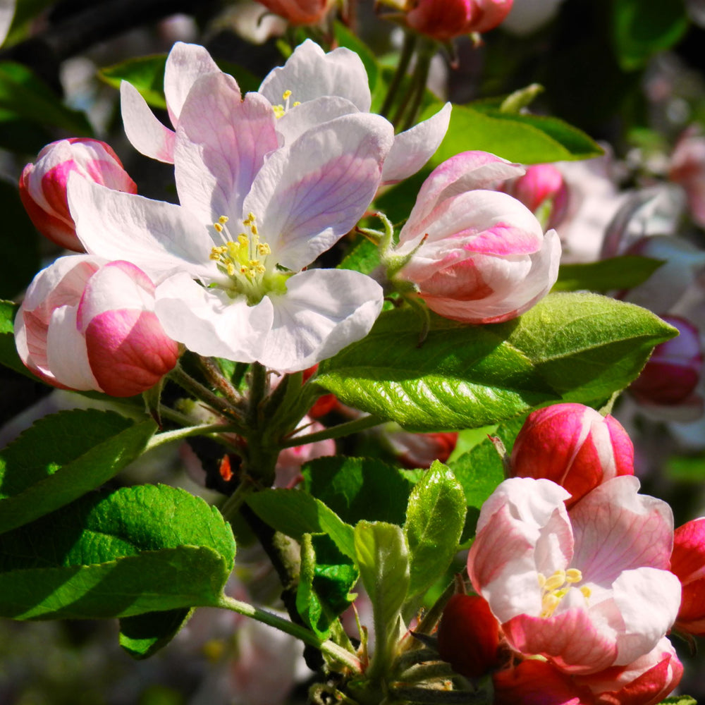 Small Riau Candle - Apple Blossom